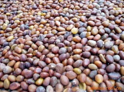 化学试剂和热水， 让种子发芽梗轻松