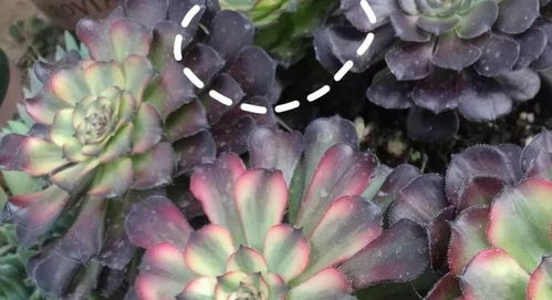 传统方法VS冷冻法， 谁梗胜一筹