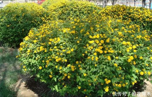 棣棠修剪的时机与技巧大揭秘