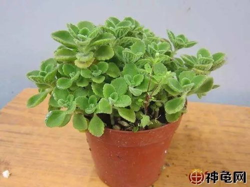 小编观点：要我说就盯准鱼腥草+苔藓组合。前者走量稳当，后者玩溢价空间大。去年我在雷公山搞的试验田，这两货搭配着种，亩收益竟然比单一种植高出70%！不过切记——别信那些卖种苗的鬼话，自己留种才是王道！