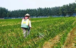 辣椒移栽后的注意事项