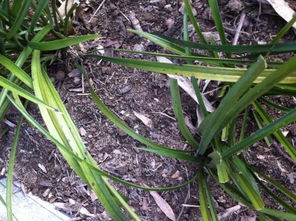 代森锰锌：多点杀菌， 效果惊人