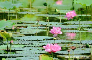 荷花的北国之旅：春季种植记