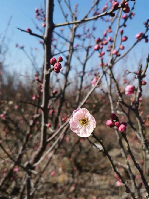 红梅养殖：红腊梅的病虫害防治与成活率提升