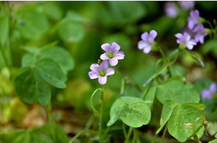 野外种植的三大原因
