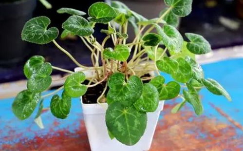 夏天哪些花卉需要少浇水？盘点5种夏季不宜多浇水的植物是哪些