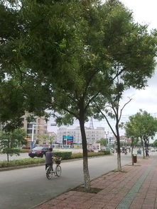 路旁那些高大的树，你知道它们是谁吗？