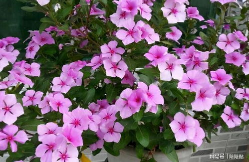 春日花儿太美， 模样太像，教你分辨“撞脸”春花