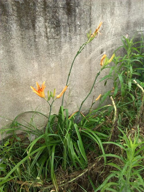 鱼塘边潮湿地种花，既美味又不怕烂根，这7种植物靠谱吗？