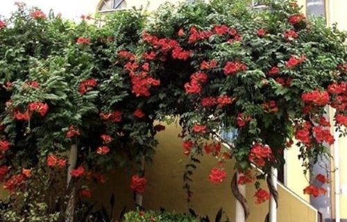 凌霄花， 美丽又长命