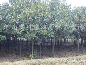 压条时间：春末夏初Zui适宜