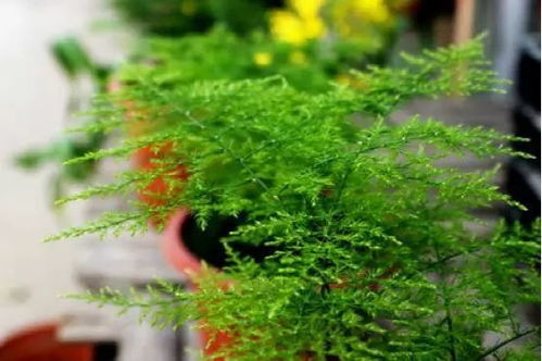 第三步：施肥问题