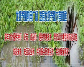 荔枝种苗繁殖技术，提高繁殖效率