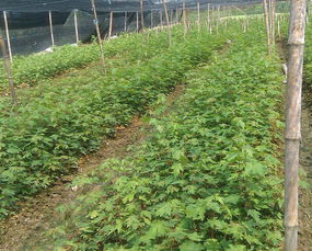 美国红枫扦插的基质选择