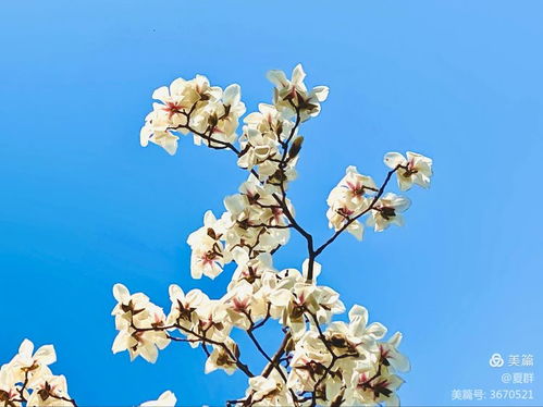 玉兰的药用价值：传统中医的瑰宝