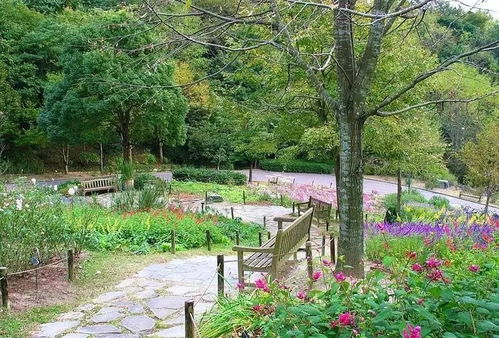 凤凰木的独特魅力