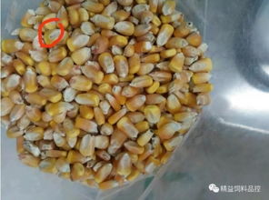 Zuo教保料时如何确保不忽略玉米中的不完善粒？