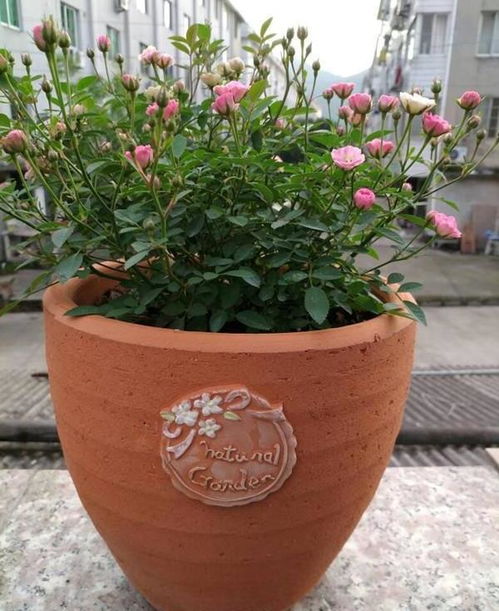 大叶绿萝：室内绿植新宠