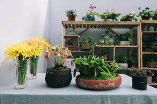 打造花园秘籍：桃美人养护攻略，美丽花园必备！