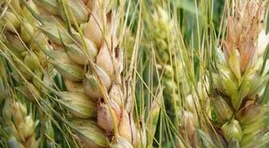 麦类赤霉病的病因解析