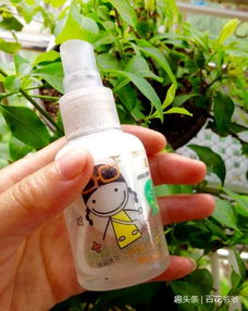 玫瑰花长虫子且有蛛丝，该怎么办？