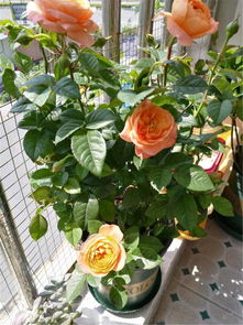 土壤选择与浇水控制