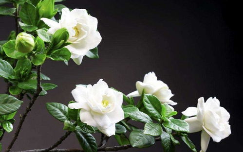 栀子花泡水养生？小心这些禁忌你中招了吗