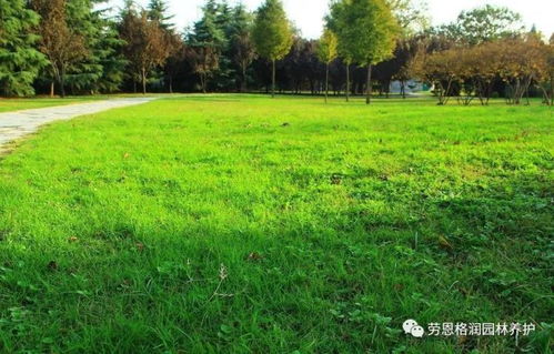 秋季草坪管理的必要性：它是如何影响草坪的