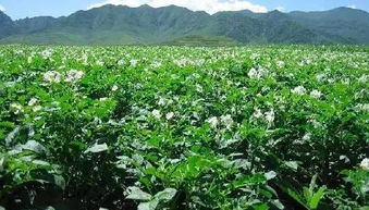 不同地区， 不同播种技巧