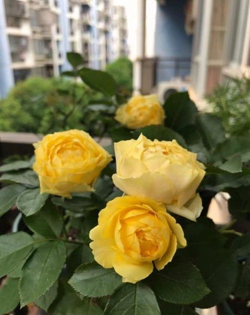 月季小苗的加仑盆种植：北方适应性解析