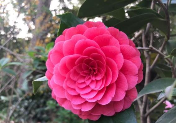 茶花何时绽放？新手养茶花必知开花时间