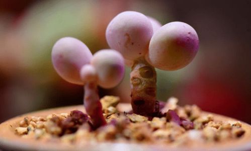 健康成长，远离黑腐