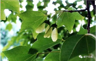 三兄弟的果实与树皮