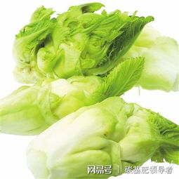 四川儿菜栽培管理技术有哪些要点？如何提高儿菜产量和品质