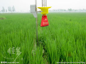玉米地里的夜晚“守卫”