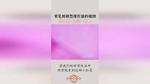 双：四叶草寓意幸运