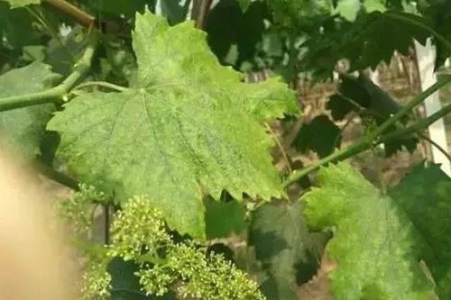 葡萄树使用代森锰锌打药安全吗？什么时间打药最合适？