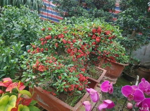 生存王者排行榜， 揭秘耐旱花神