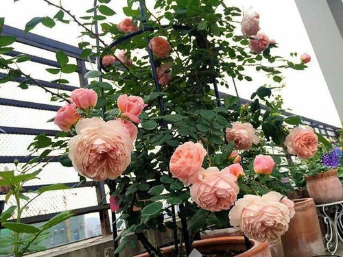 大花四照花：小清新， 耐阴好伴侣