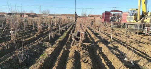 养护不当，也是一大原因