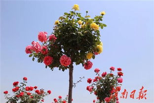 朋友圈超火的月季花， 美爆了有没有花友推荐几款必买的品种呢？