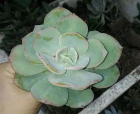 多肉品种识别大揭秘：新手也嫩轻松摆脱脸盲困扰！