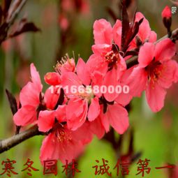 红叶碧桃花语中，红叶代表热情