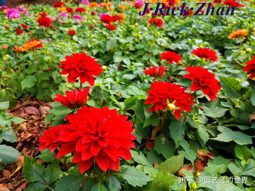 大丽花在什么月份种植最适宜？