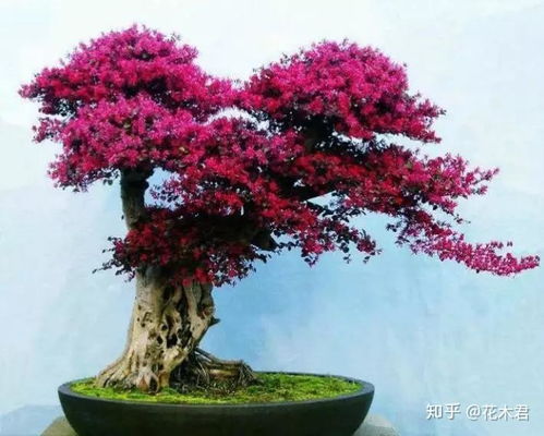 红花继木桩盆景养护，如何让桩姿更加苍劲古朴