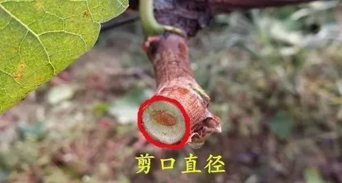 前半部分：菊花嫁接