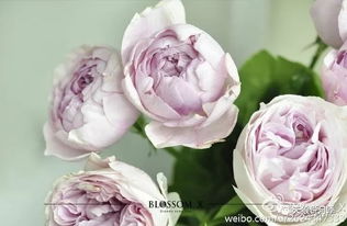 伊芙幻塔索斯月季的花香之谜