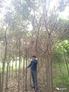 紫藤：慢慢长成的大树梦想