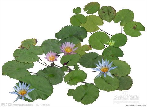植物如何传播种子？这几个超简单的方法你知道吗