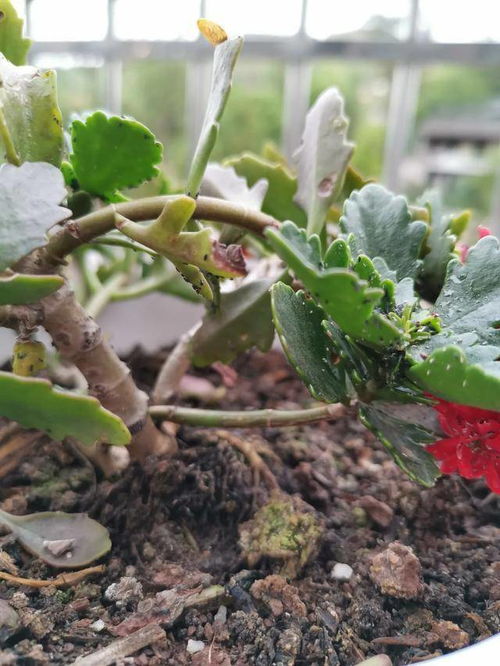 长寿花蚜虫的防治